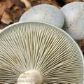 Clitocybe odora bi3872