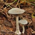 Clitocybe odora bi3879