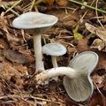 Clitocybe odora bi3888