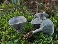 Clitocybe_odora_cr5045