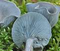 Clitocybe_odora_cr5049