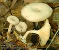 Clitocybe_phaeophthalma_ac4489