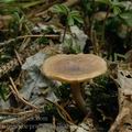 Clitocybe_pruinosa_aj8003