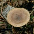 Clitocybe_pruinosa_aj8017