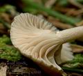 Clitocybe_pruinosa_aj8038