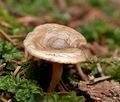 Clitocybe_pruinosa_cg5287s