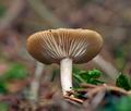 Clitocybe_pruinosa_cg5323s