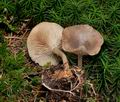 Clitocybe_pruinosa_cg5330s