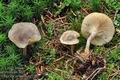 Clitocybe_pruinosa_cg5387