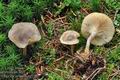 Clitocybe_pruinosa_cg5387