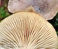 Clitocybe_pruinosa_cg5398