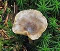 Clitocybe_pruinosa_cg5400