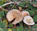 Clitocybe_rivulosa_bm8643