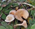 Clitocybe_rivulosa_bm8651