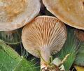 Clitocybe_rivulosa_bm8652