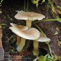 Clitocybe_subbulbipes_al6406