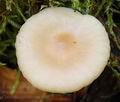 Clitocybe_subbulbipes_al6412