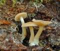 Clitocybe_subbulbipes_al6415