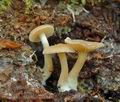 Clitocybe_subbulbipes_al6415