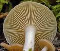 Clitocybe_subbulbipes_al6419