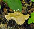 Clitocybe_trullaeformis_bv2526