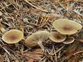 Clitocybe_vibecina_bt1049