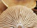 Clitocybe_vibecina_bt1053