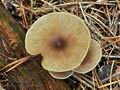 Clitocybe_vibecina_bt1054