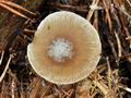 Clitocybe_vibecina_bt1056