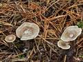 Clitocybe_vibecina_bt1063