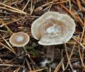 Clitocybe_vibecina_bt1064