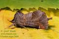 Clostera_pigra_2608