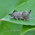 Clostera_pigra_bk6565