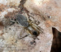 Clubiona_neglecta_jk3184s