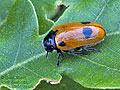 Clytra_quadripunctata_ae6270