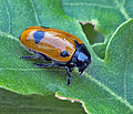 Clytra_quadripunctata_ae6273