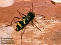 Clytus_arietis_6134