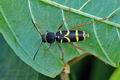 Clytus_arietis_hz6860