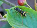 Clytus_arietis_hz6867