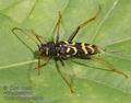 Clytus_tropicus_ab5142