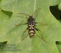 Clytus_tropicus_ab5144