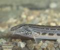 Cobitis_elongata_8997