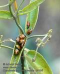 Coccinella_septempunctata_d4168