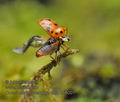 Coccinella_septempunctata_hh6001