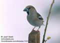 Coccothraustes_coccothraustes_11413