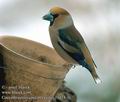 Coccothraustes_coccothraustes_11424