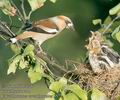 Coccothraustes_coccothraustes_8572