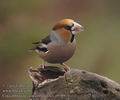 Coccothraustes_coccothraustes_a9589