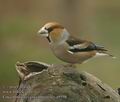 Coccothraustes_coccothraustes_a9598