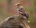 Coccothraustes_coccothraustes_a9628